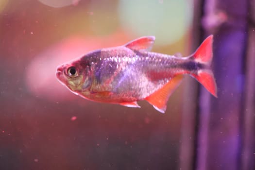 Close up of a fish in an aquarium.