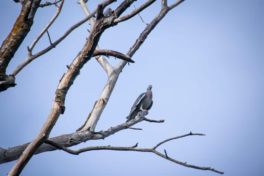 A lonely pigeon sitting on a branch of a dead tree.