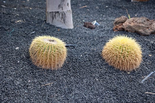 A large round cactus. Sometimes called mother in law chair.