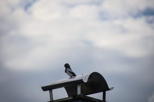 A magpie has made itself comfortable on the chimney of a house.