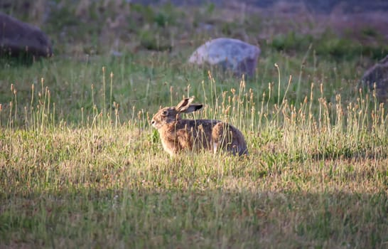 A hare in the evening at the edge of a meadow.