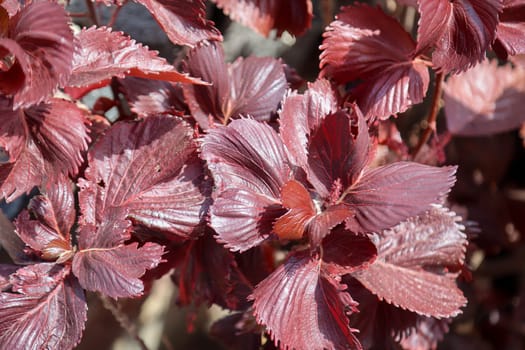 A variegated copperleaf, Nellschön, Acalypha wilkesiana.