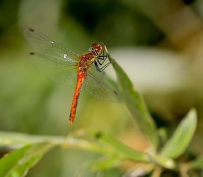 A Blood Red Darter, Symetrum sanguineum on a plant.