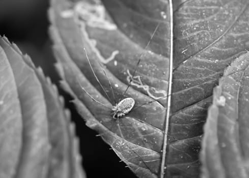 A weavers tick on a leaf. Weaver tick belongs to the genus Phalangium.