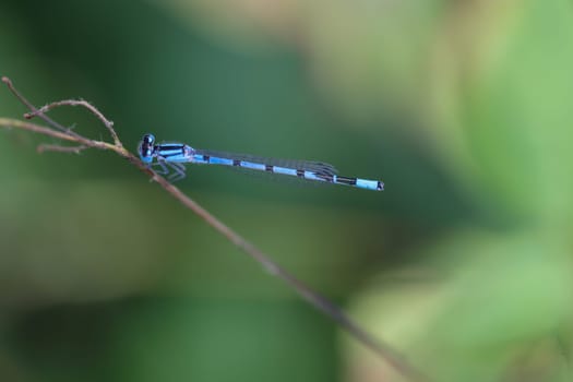 Close up of azure damselfly on a plant.