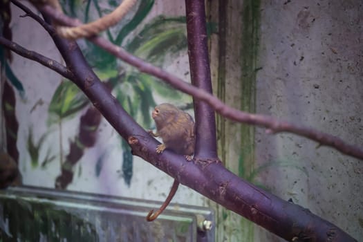 A little monkey sits on a branch in an aviary.