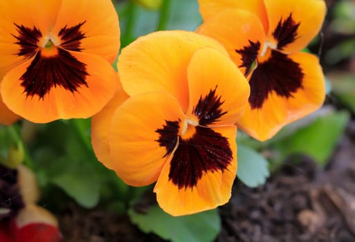 A close up of an orange yellow pansy.