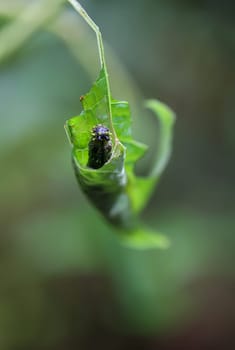 A caterpillar curls up in a leaf to pupate.