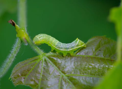 Close up of a pyramid owl caterpillar on a leaf.