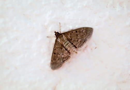 A peeping tom, a moth on a white wall.