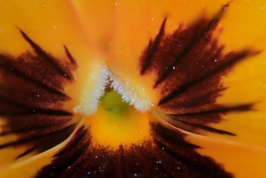 A close up of an orange yellow pansy.