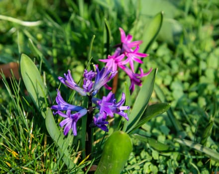 A hyacinth in the spring. They belong to the asparagus family.
