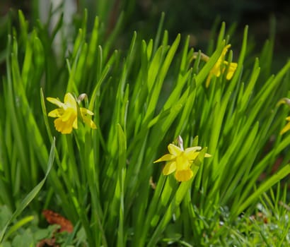 Daffodils in spring in a meadow. Daffodils are early bloomers.