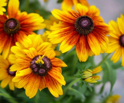 The beautiful colorful flowers of echinacea, beautiful yellow orange petals.