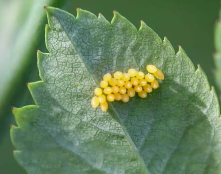 Depending on the amount of yellow eggs of bugs or other insects on the underside of a leaf.
