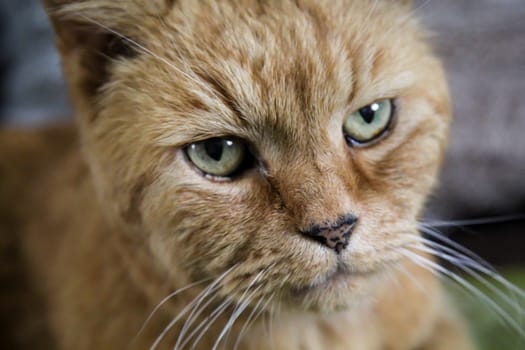 A beautiful portrait of a reddish tabby cat.