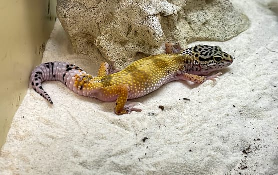 Portrait of a leopard gecko. Each of the animals looks differently drawn than the others.