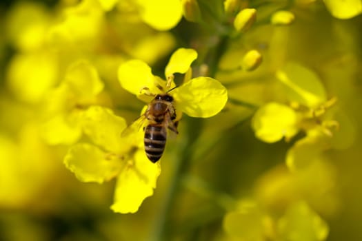 A bee collects pollen on a canola plant.