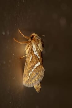 Close-up of a small hop rootworm. A moth, butterfly.