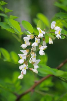 The beautiful white flowers of a black locust tree and its green leaves.