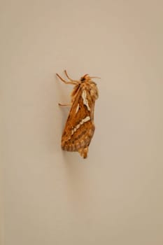 Close-up of a small hop rootworm. A moth, butterfly.