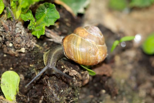 A Roman snail slimes itself across the soil of a flower bed.