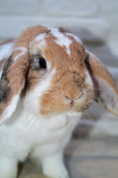 Close-up of a dwarf rabbit. Here a ram.