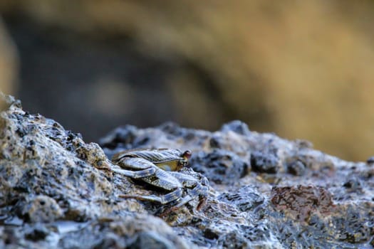 A cliff crab, or rock crab on a rock on the coast of the Atlantic Ocean.