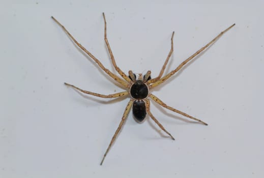 A two-color flat stretcher on a white surface. Portrait of a spider.