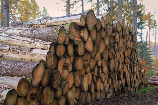 A stack of many logs, also called a polter.