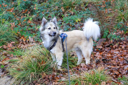 A dog walking in the forest with a harness and on a leash.