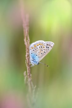 A close-up of a blue butterfly on a grass plant.