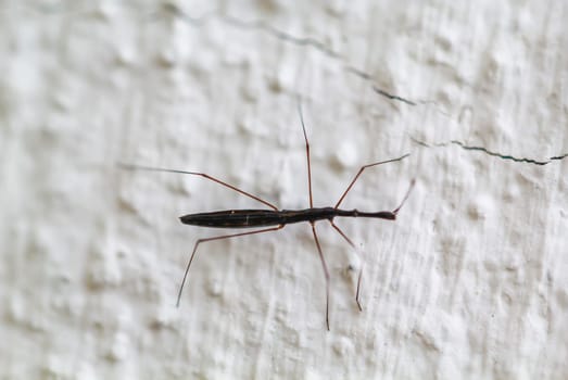 A Common Pond Skater on a wall. Imago stage.