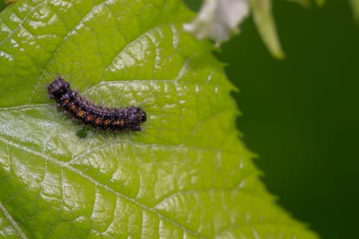 The caterpillar of a gypsy moth on a leaf of lime tree.