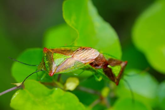 Close up of two trefoil spiny bugs mating.