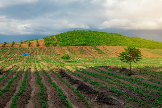 Rubber plantation farming area in the south of Thailand, Latex rubber, Para rubber tree garden