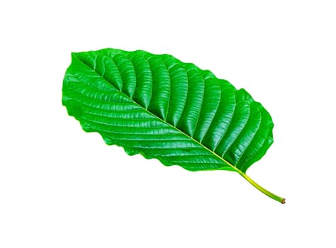 Tropical green leaf isolated on white background, Leaf from natural tropical forest, Kratom leaves, Clipping Paths
