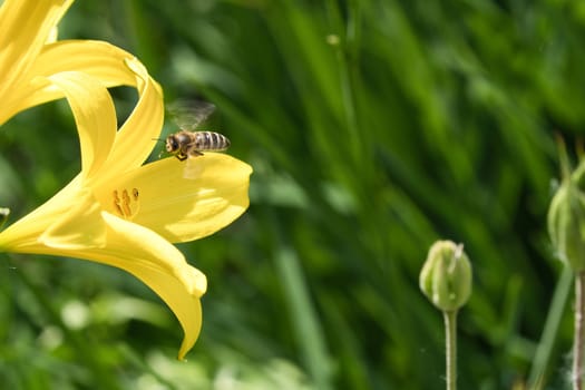 Honey bee collecting nectar in flight on a yellow lily flower. Busy insect. Dynamically moving wings. Honey is harvested by bees. Animal photo from nature