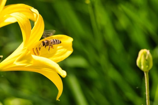 Honey bee collecting nectar in flight on a yellow lily flower. Busy insect. Dynamically moving wings. Honey is harvested by bees. Animal photo from nature