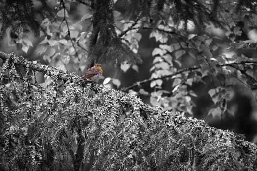 Robin as black and white shot on a fir branch with moss and lichen. Songbird with red orange breast. Nature photo of a bird