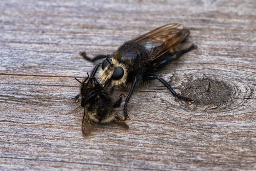 Yellow murder fly or yellow robber fly with a bumblebee as prey. The insect is sucked out by the hunter. Yellow black hairs cover the hunter. Macro shot from nature