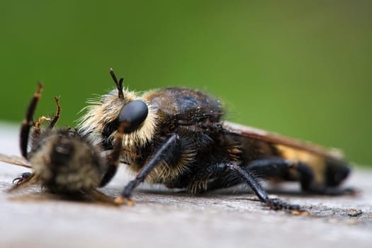 Yellow murder fly or yellow robber fly with a bumblebee as prey. The insect is sucked out by the hunter. Yellow black hairs cover the hunter. Macro shot from nature