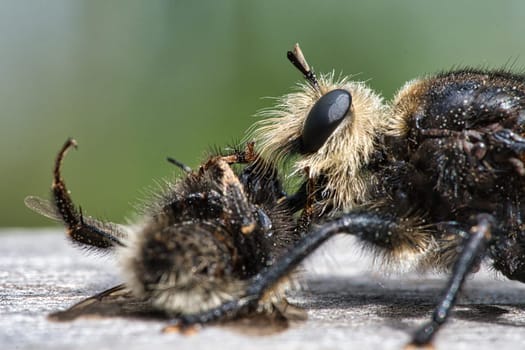 Yellow murder fly or yellow robber fly with a bumblebee as prey. The insect is sucked out by the hunter. Yellow black hairs cover the hunter. Macro shot from nature