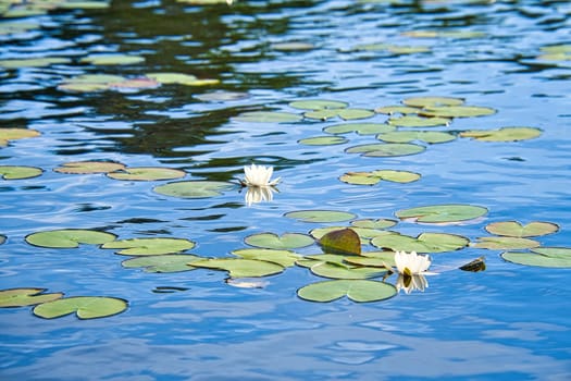 on a lake in Sweden in Smalland. Water lily field with white flowers, in blue clear water. Relaxation and silence on vacation