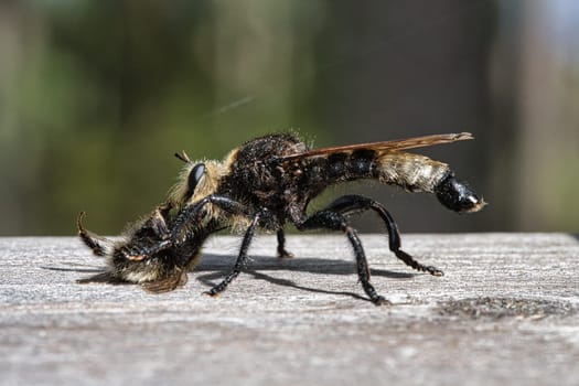 Yellow murder fly or yellow robber fly with a bumblebee as prey. The insect is sucked out by the hunter. Yellow black hairs cover the hunter. Macro shot from nature