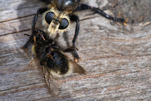 Yellow murder fly or yellow robber fly with a bumblebee as prey. The insect is sucked out by the hunter. Yellow black hairs cover the hunter. Macro shot from nature