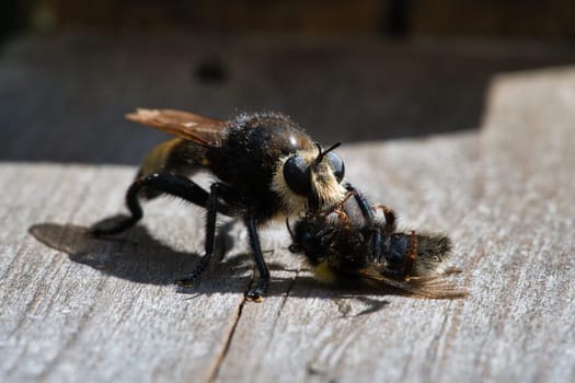 Yellow murder fly or yellow robber fly with a bumblebee as prey. The insect is sucked out by the hunter. Yellow black hairs cover the hunter. Macro shot from nature