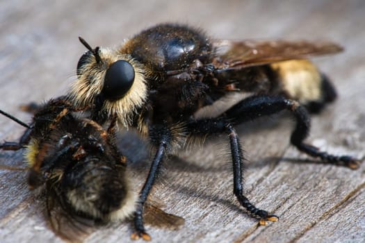 Yellow murder fly or yellow robber fly with a bumblebee as prey. The insect is sucked out by the hunter. Yellow black hairs cover the hunter. Macro shot from nature