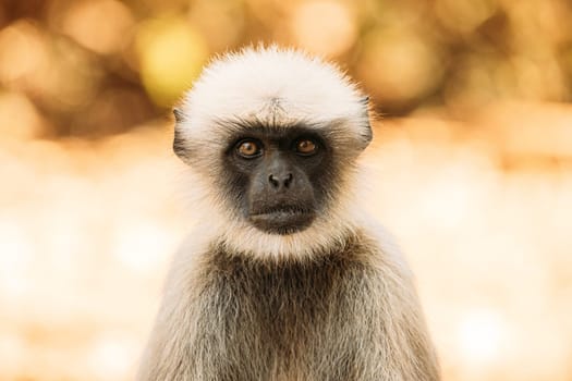 Goa, India. Gray Langur Monkey. Close Up Portrait.