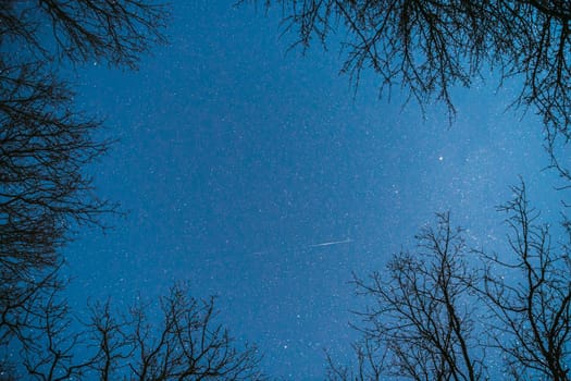 Night Sky Stars Above Oak Trees Branches In Early Spring. Natural Starry Sky Above Woods. Night Sky Background.